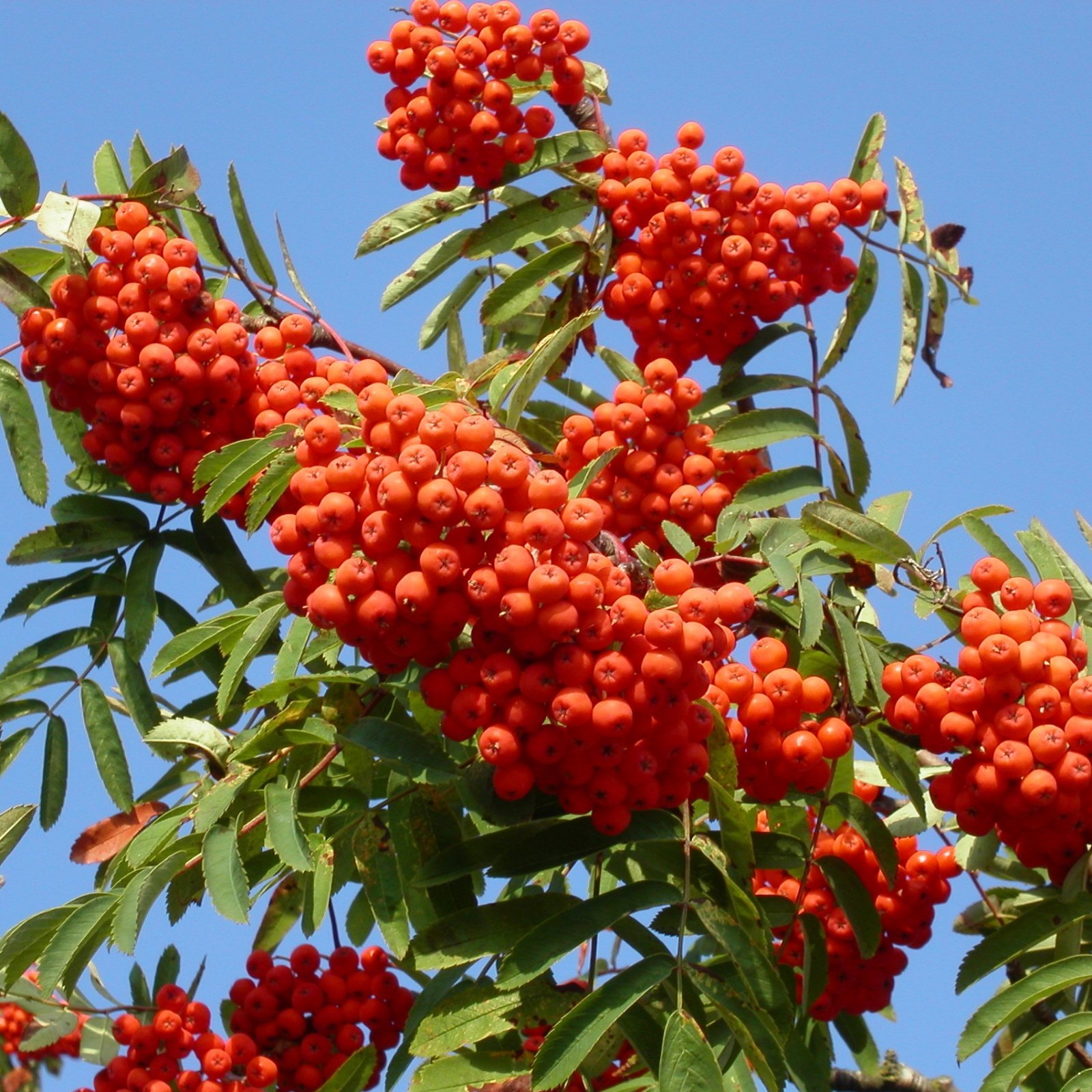 EUROPEAN MOUNTAIN ASH Sorbus Aucuparia 20,50 SEEDS