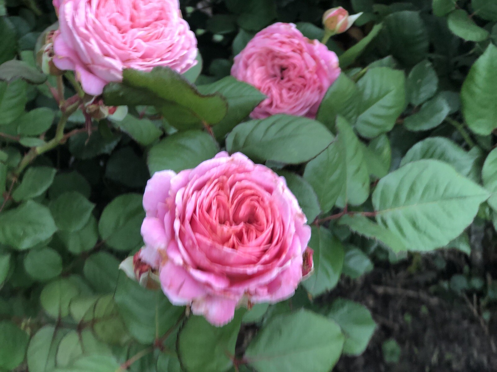 Queen of Elegance Rose (4) 10 Inch cuttings ‼️