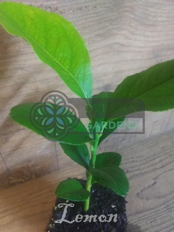Eureka Lemon Tree Seedling (Citrus limon ‘Eureka’) Live Tree – Multiple Sizes