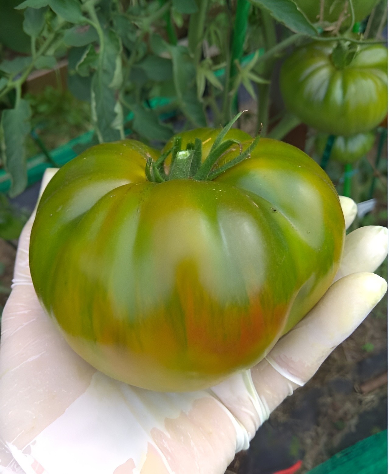 100 Heirloom Green Giant Tomato Seeds Large 1LB Green-Gold BiColor Indeterminate