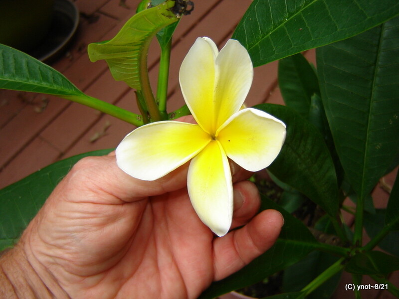 white/gold Hawaii PLUMERIA Cutting 12-18″ stem ~ green leaves attached