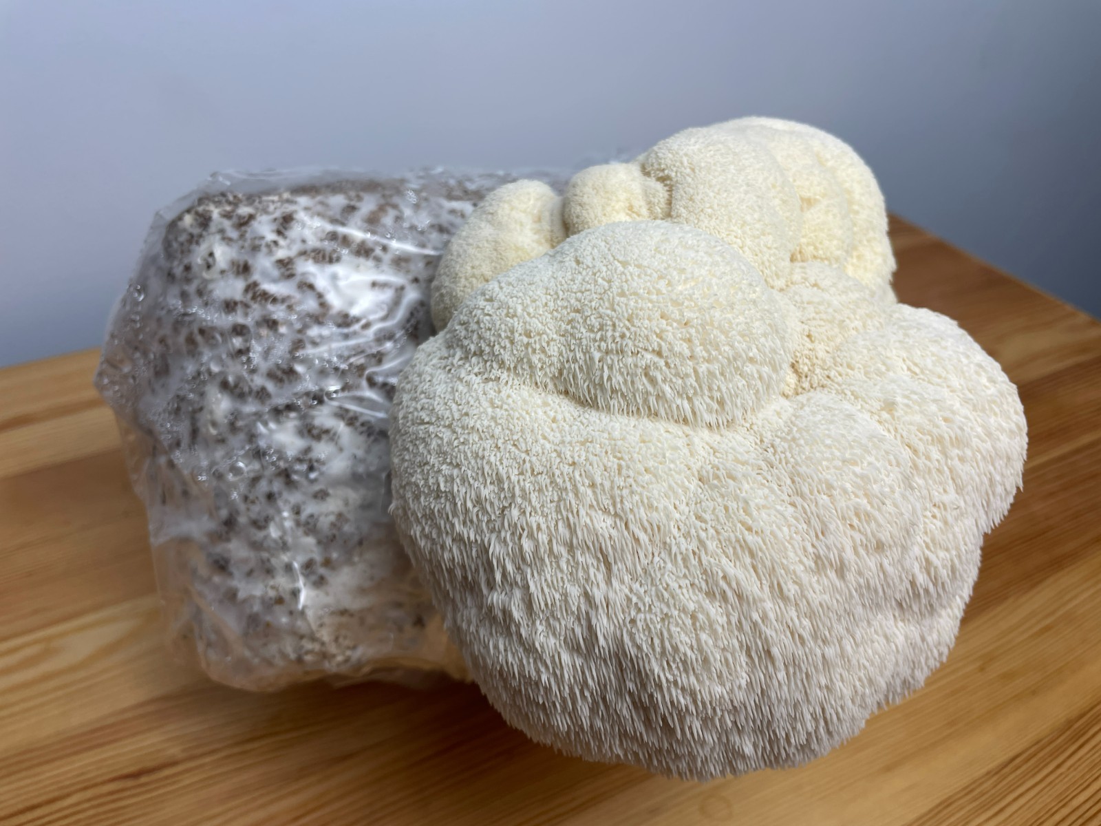 2-pack, Lions Mane and Chestnut Mushroom Blocks, 5# Master’s Mix Blocks