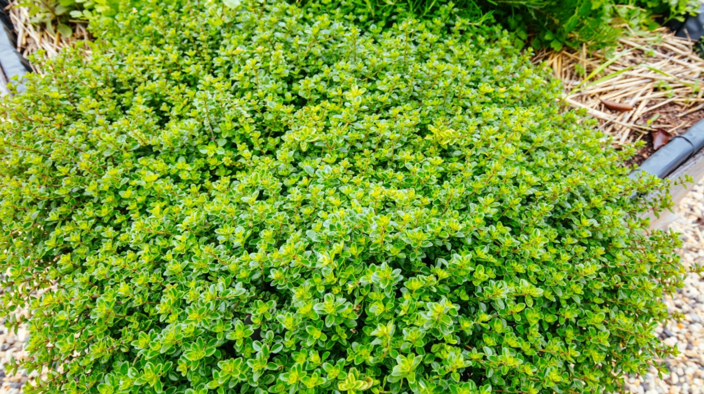 3 Live English Thyme Plants,2–6″Tall, No Pot, Culinary & Aromatic Perennial Herb