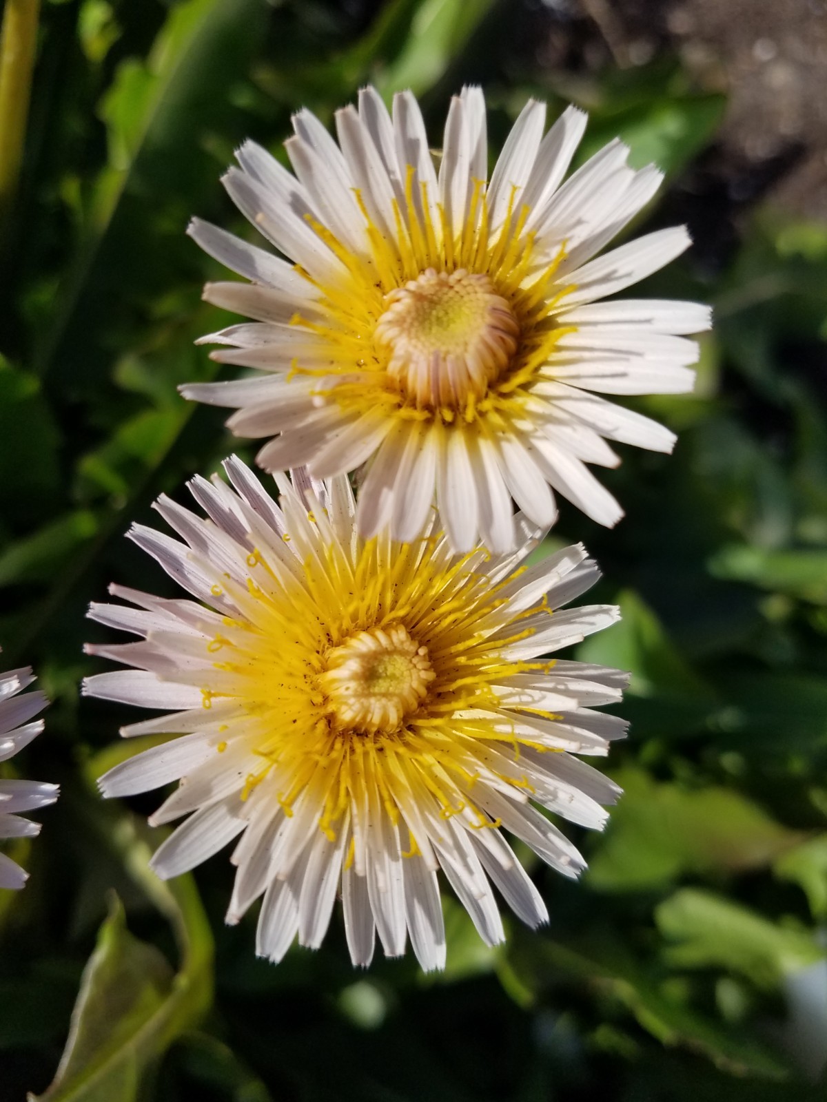 Pink Dandelion Seeds RARE 10 Organic Seeds *FREE SHIPPING*
