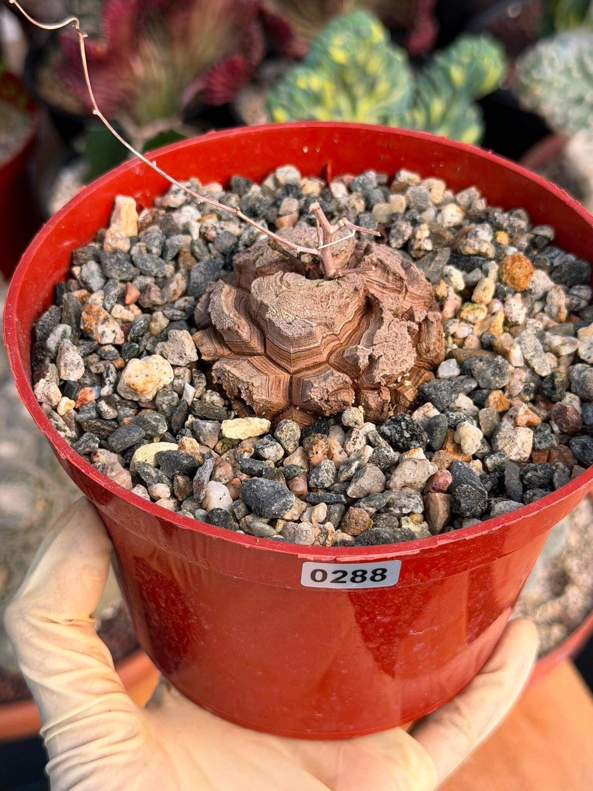 Dioscorea Elephantipes – Rare Turtle Back Caudex Succulent Plant Collector’s #28