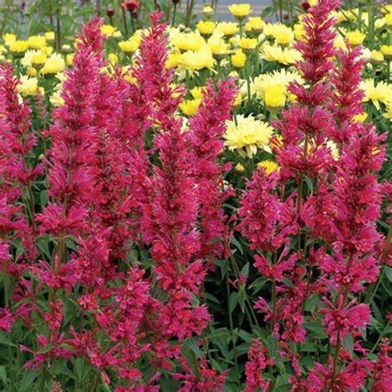 100 Hyssop Seeds Agastache Perennial Flower Seed Flowers US SELLER “Raspberry”