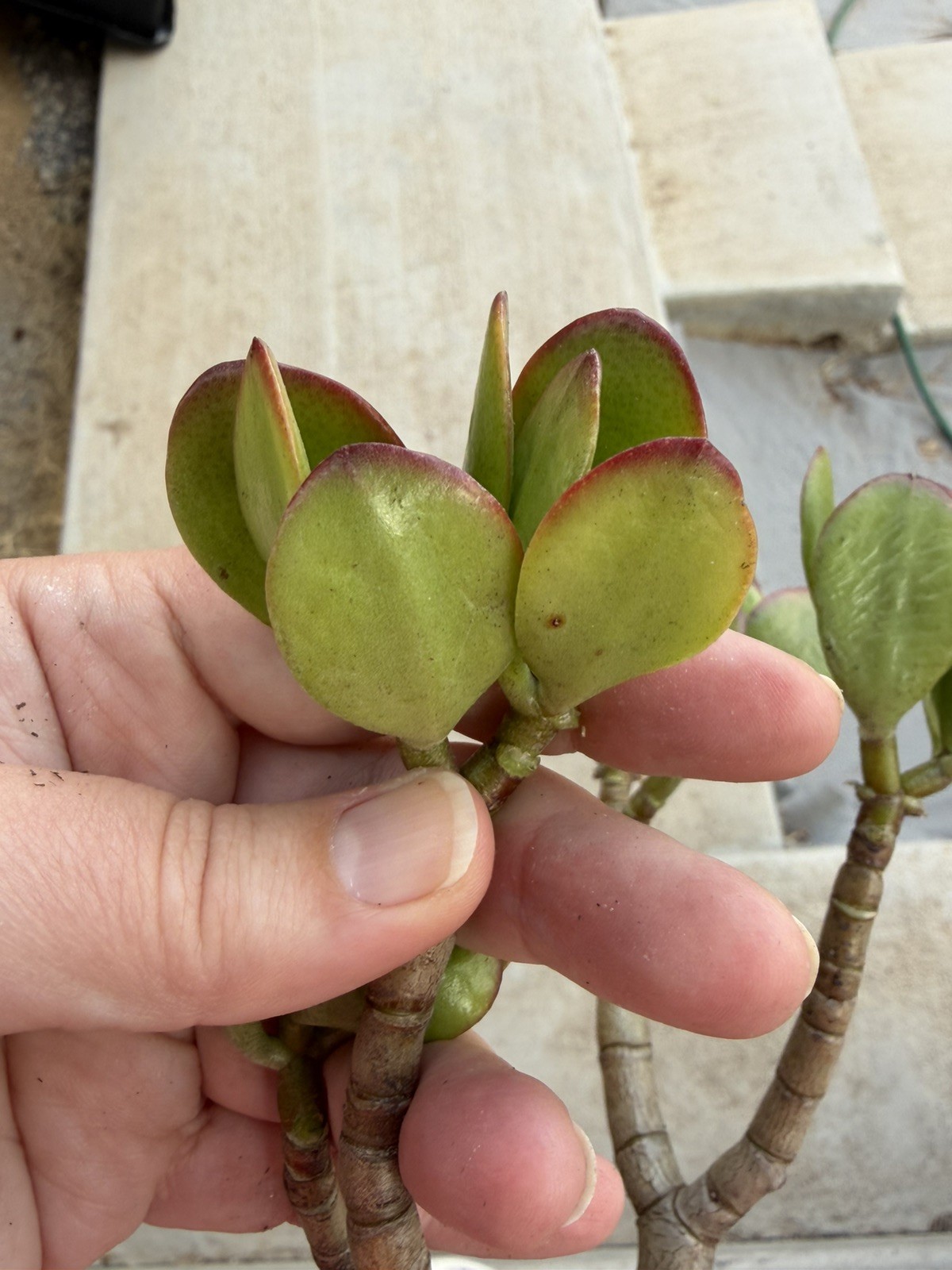 12”-14” Jade Crassula Ovata 1 stem Cutting red tippedlucky easy grow Succulent