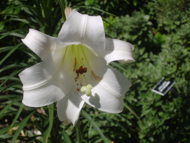 25 WHITE FORMOSA LILY SEEDS – Lilium formosanum – giant 6 – 7 foot tall