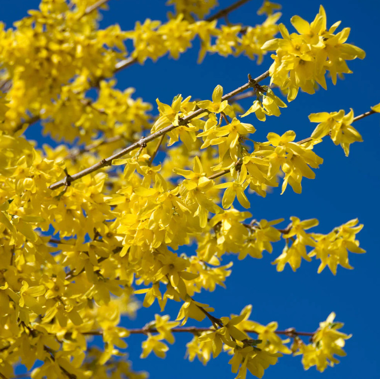 Set of 12 Forsythia Bush Cuttings – Unrooted 5-8″ Tall – Fast Growing Shrub