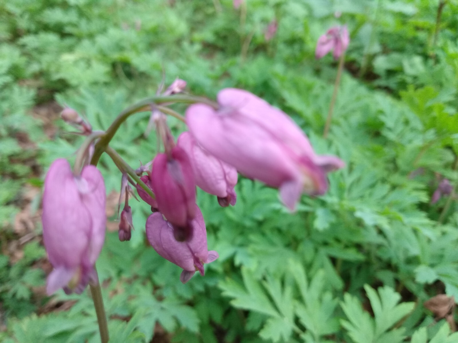 5 Bleeding Hearts Pink Pacific LIVE PLANTS Bare Root Dicentra Wild Flowers
