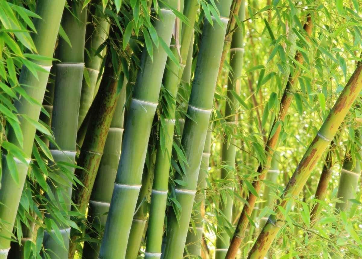 Wivolibe Giant Bamboo Seeds For Planting – 500 Giant Green Bamboo Seeds Exotic
