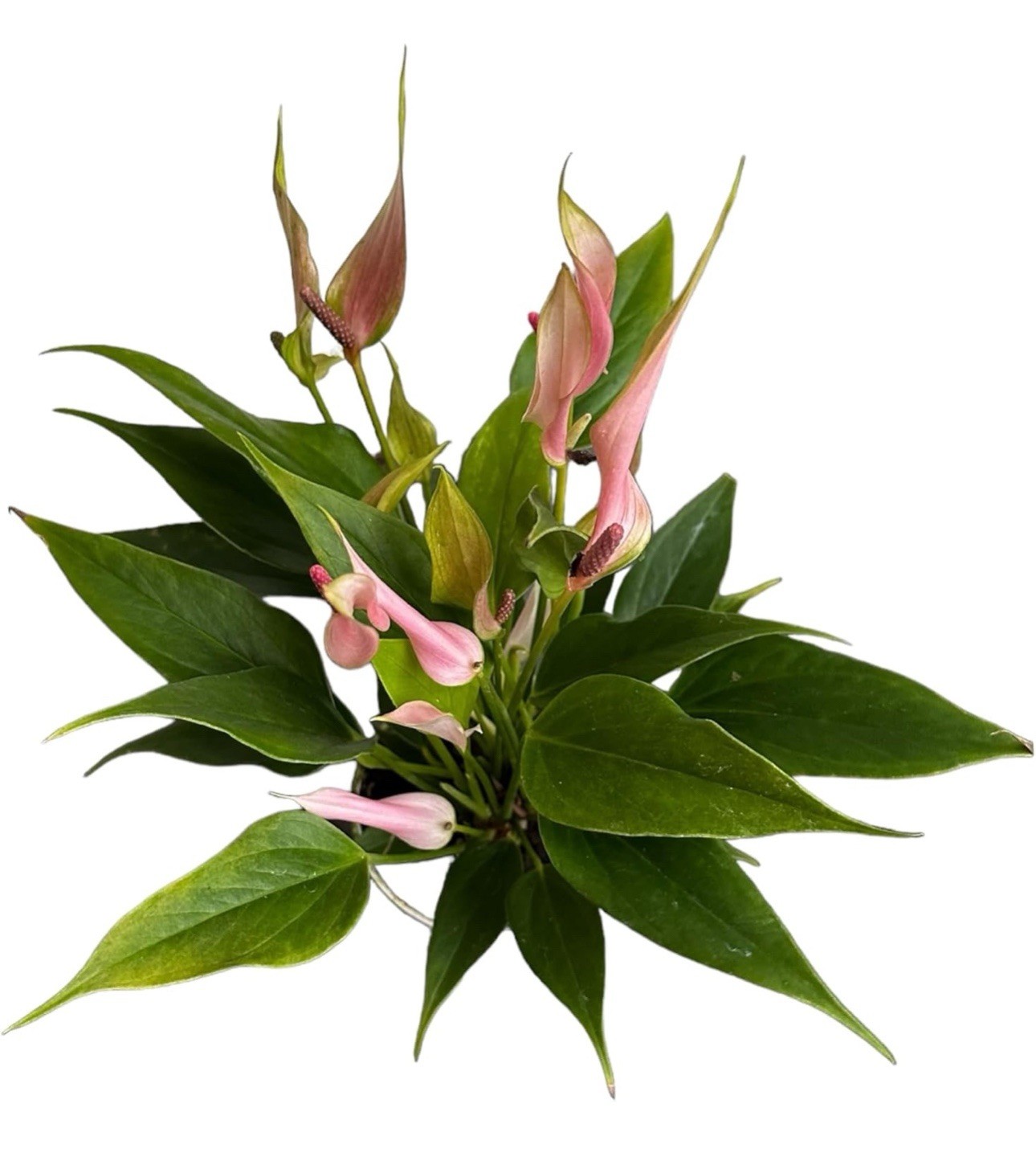 Lily pink Anthurium Approx. 12-13 heights in 4 inch nursery pot