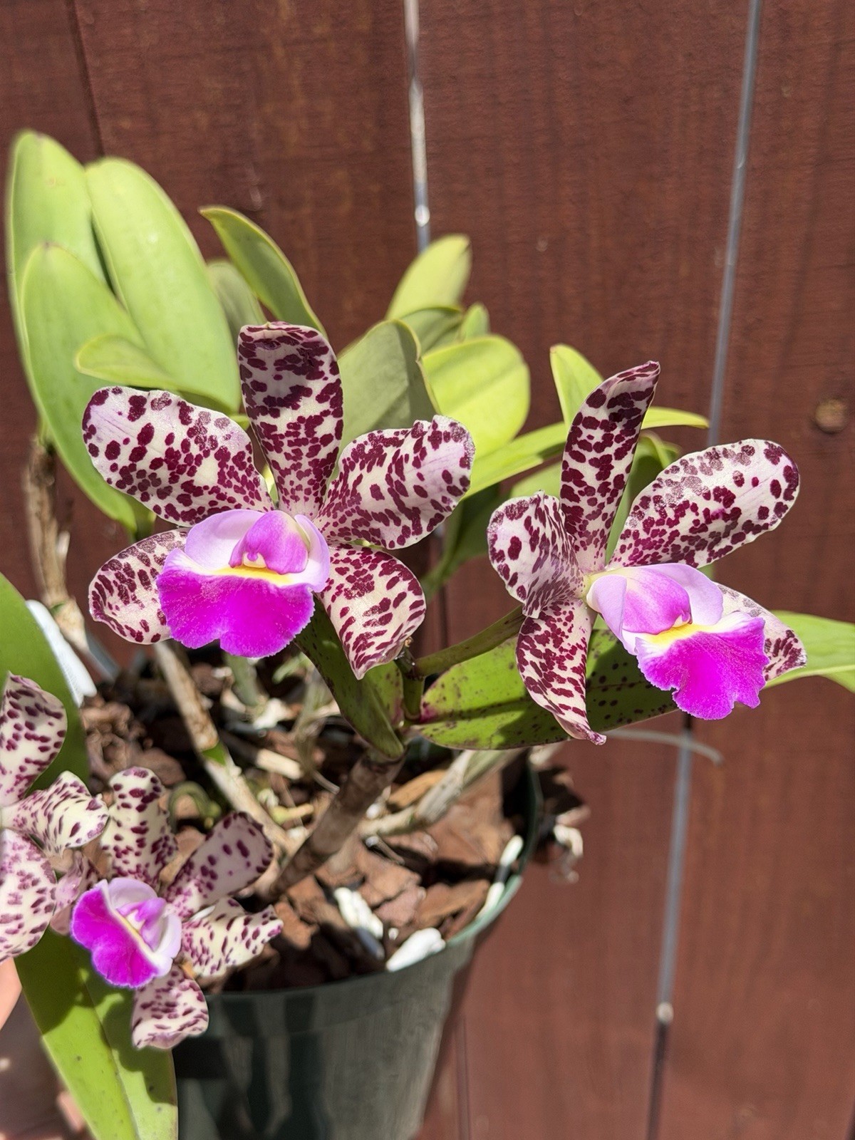 SVO Stud Collection Orchid: C. Summer Spot X C. Small World