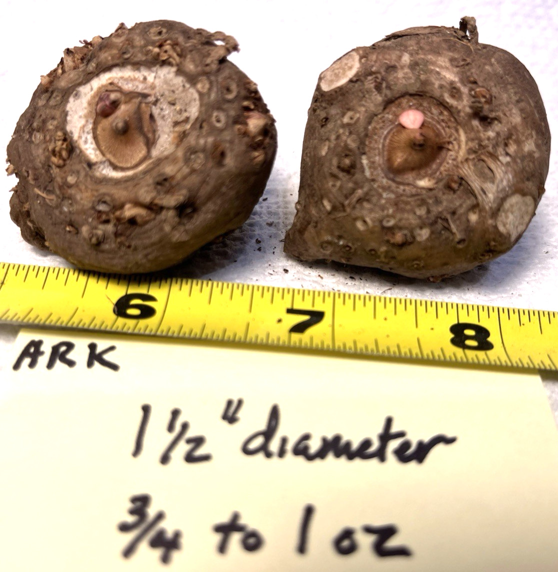 2 Small AMORPHOPHALLUS RIVIERI KONJAC Dormant Bulb, (Voodoo Lily) Arisaema