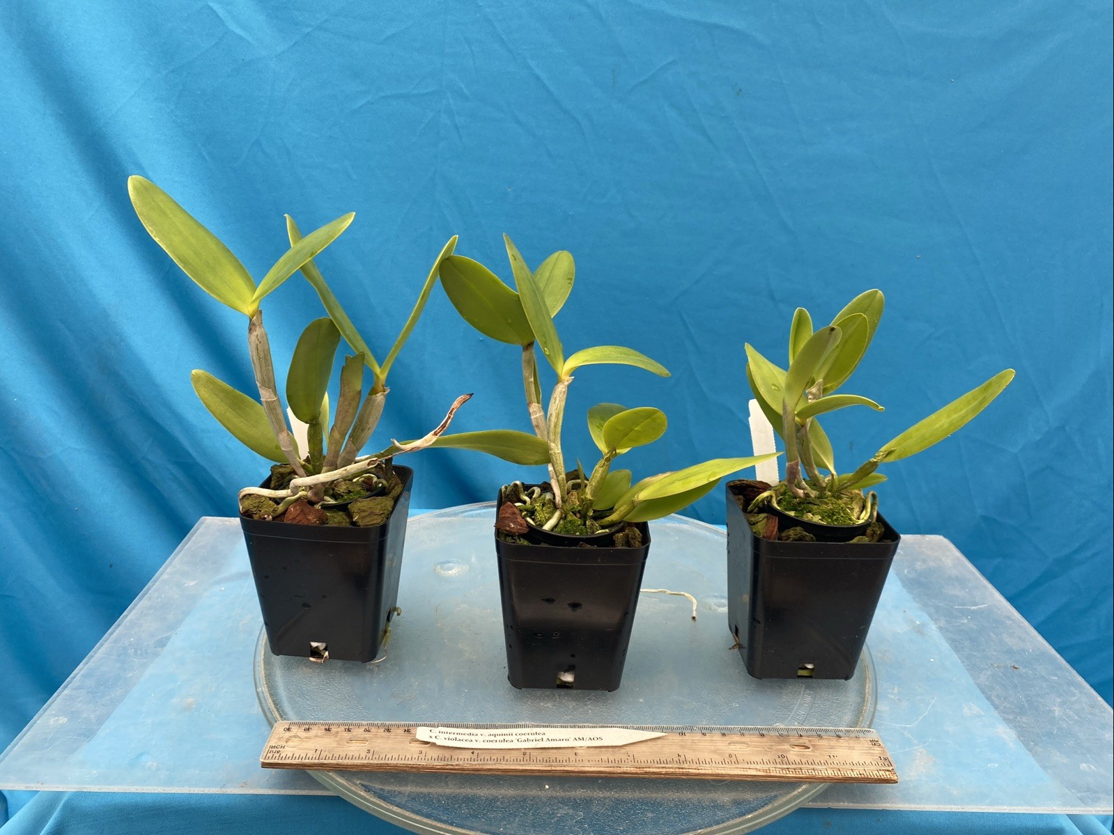 Cattleya intermedia aquinii coerulea X C. violacea Blue White Orchid NBS 4” Pot