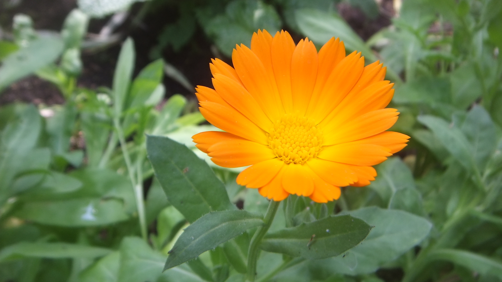 2,000 CALENDULA OFFICINALIS Seeds (Orange Marigold) | Free shipping