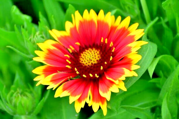 300 INDIAN BLANKET SEEDS | SALE FREE SHIPPING NON GMO HEIRLOOM FIREWHEEL