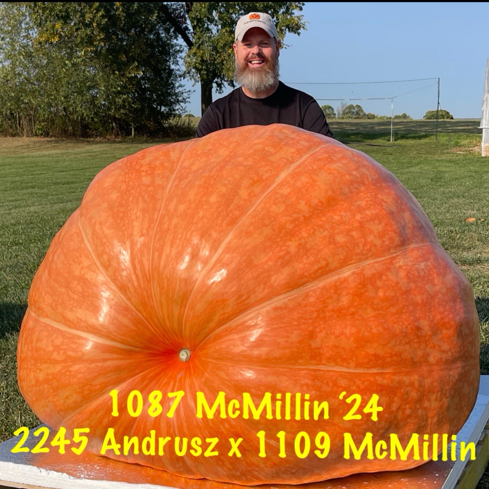 Atlantic Giant Pumpkin Seeds 1087 McMillin’24 (2245 Andrusz X 1109 McMillin)$25
