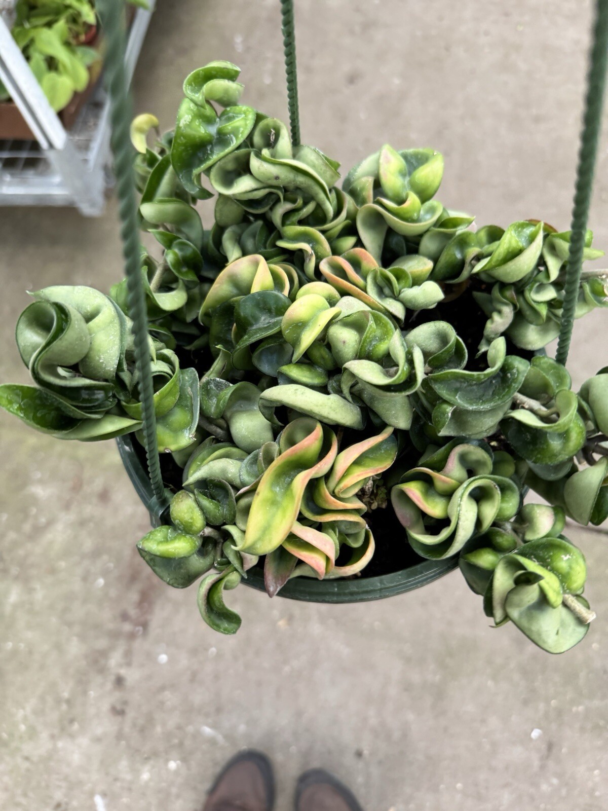 8” Hoya Rope – Hoya Compacta – Hindu Rope – Hoya Carnosa