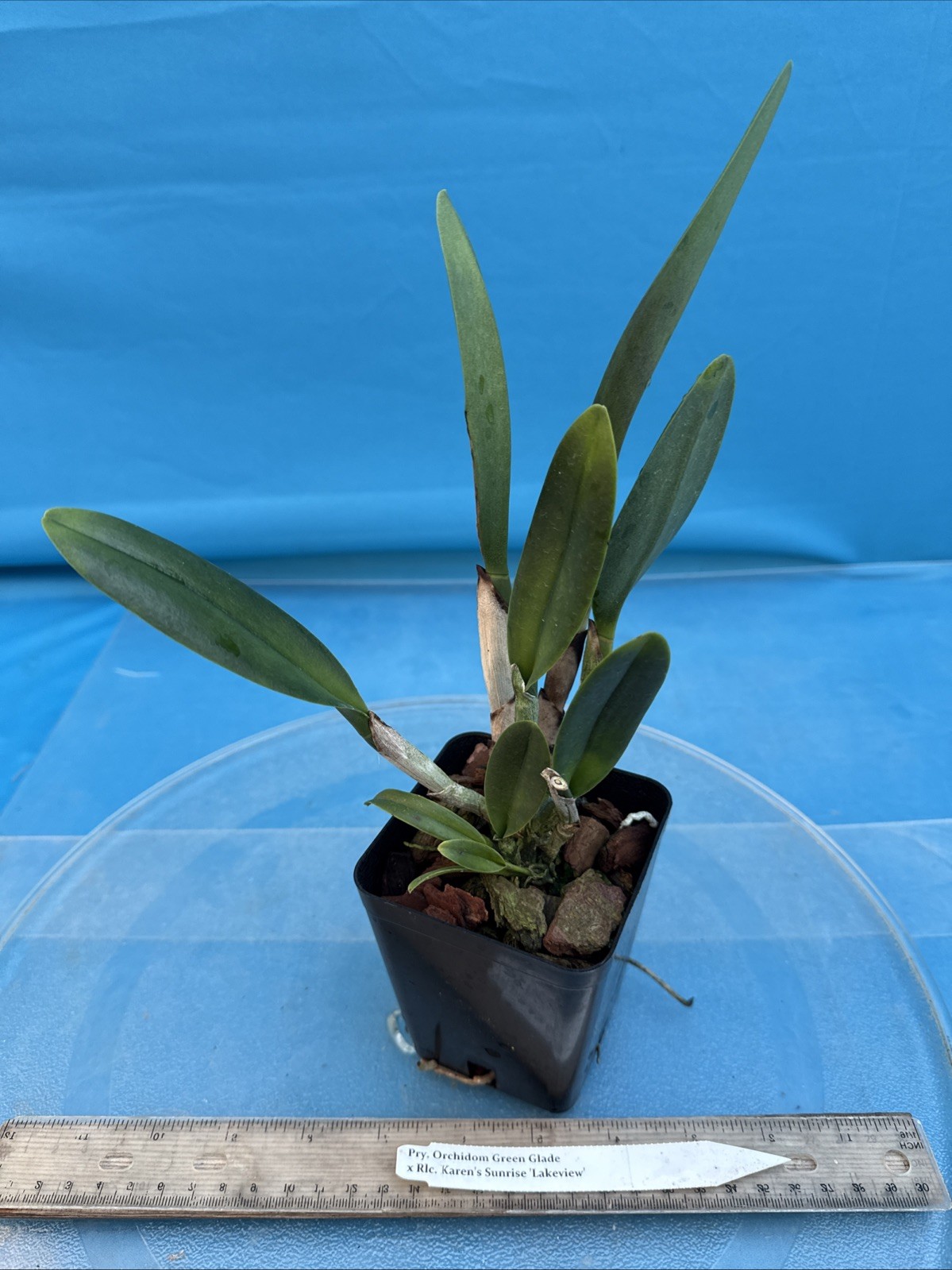 Pry. Orchidom Green Glade X Rlc Karen’s Sunrise Fragrant BS Orchid Eros 4” Pot