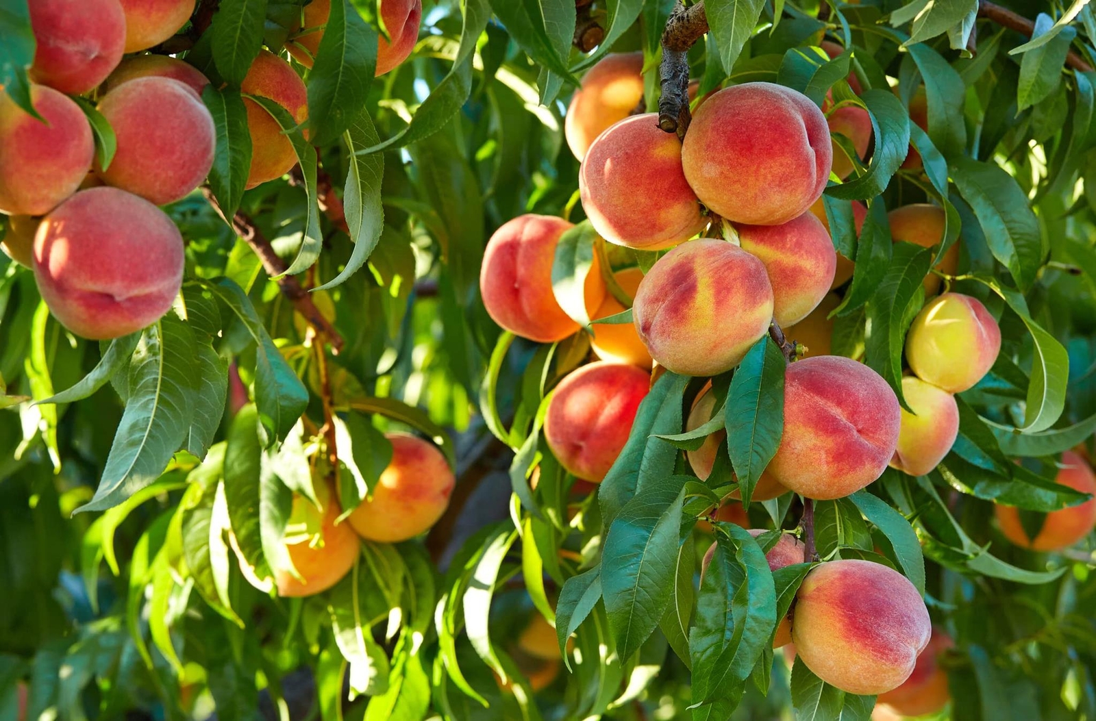 Peach Bonsai Tree Seeds – 4 Large Seeds – Grow Fruit Bearing Bonsai – Made in US