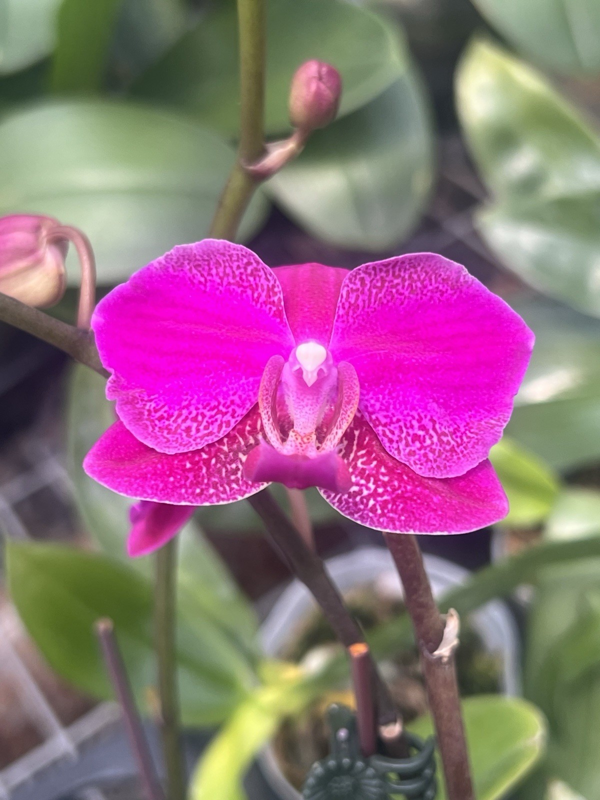 Phalaenopsis Queen Barry