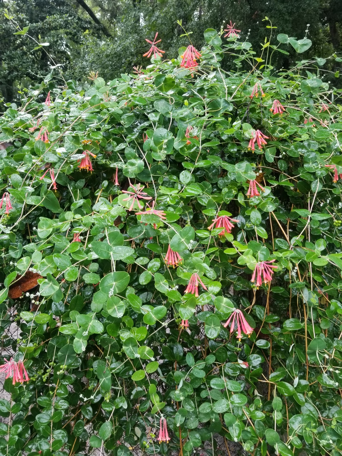 8+ Coral Honeysuckle vine- cuttings, attracts Hummingbirds and butterflies,