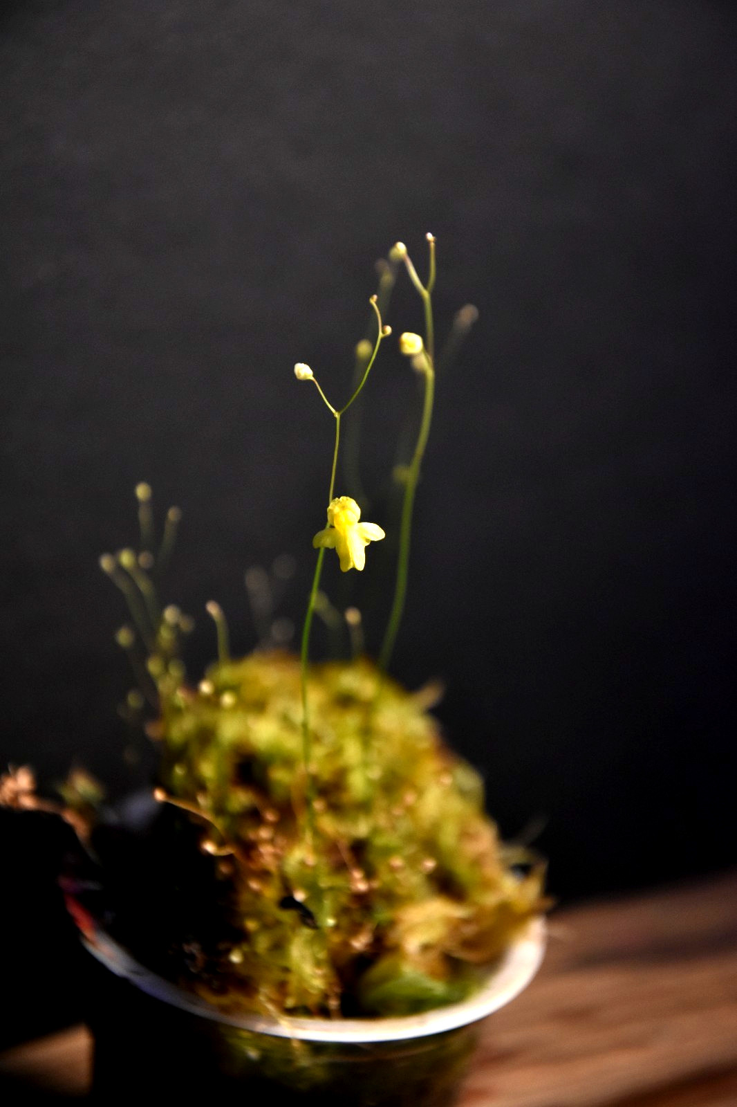 🔥 NEW! Carnivorous Plant Bog Companion Utricularia subulata Potted Live Plants!