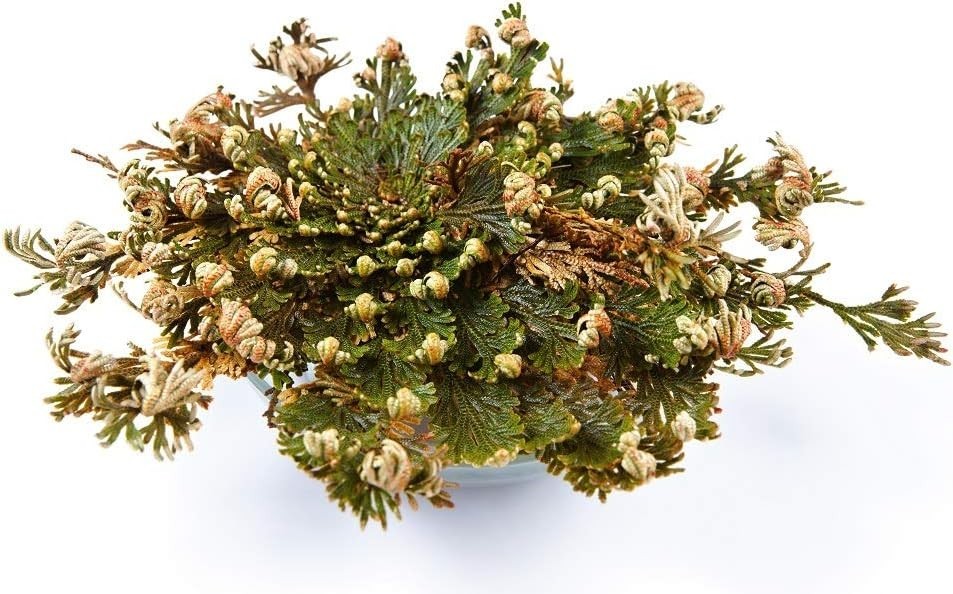 2 Beautiful Jericho Roses – The Resilient and Spiritual Resurrection Flower