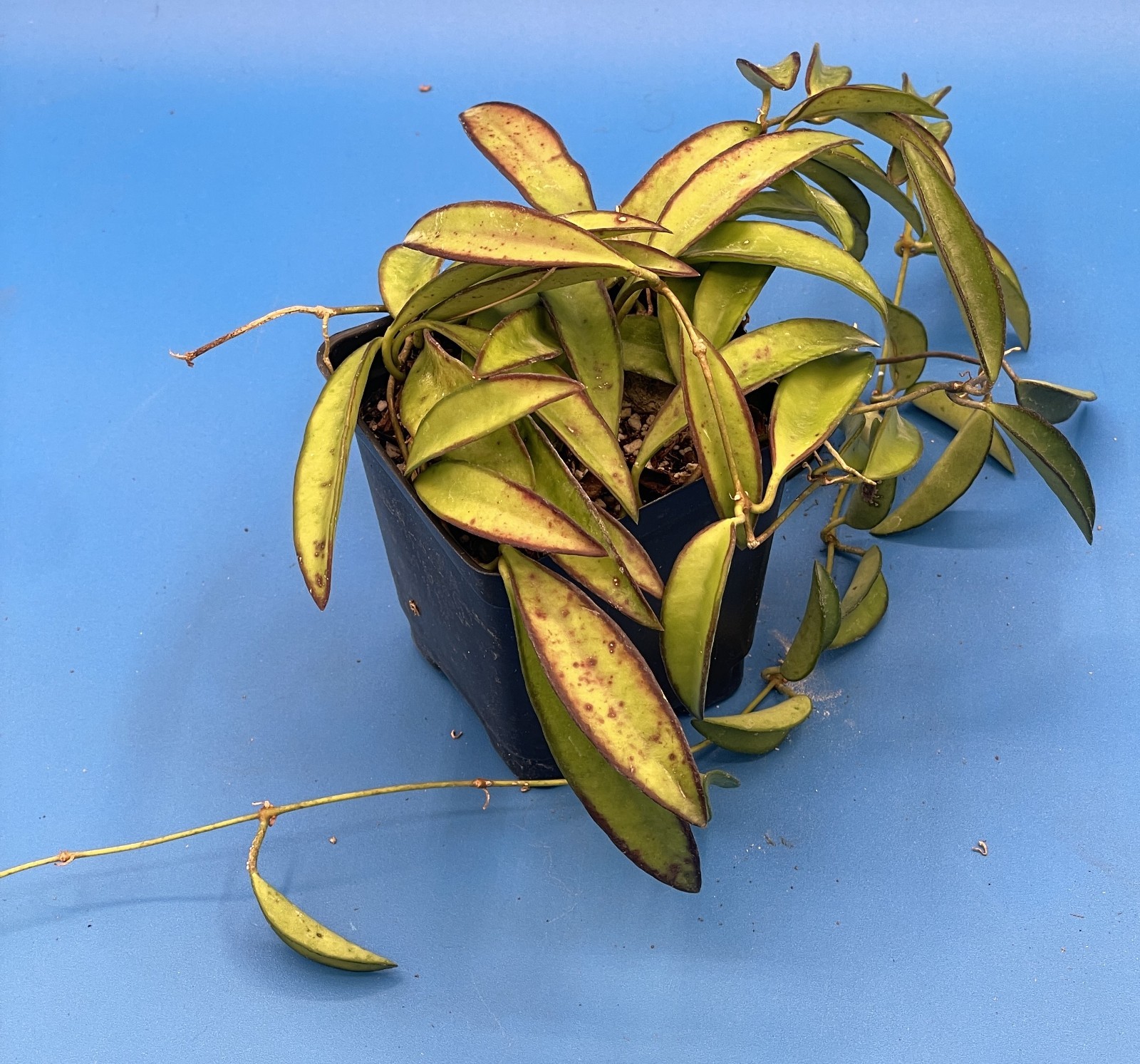 Hoya Weyetii Fully Rooted Grown In 3.5″ pot –