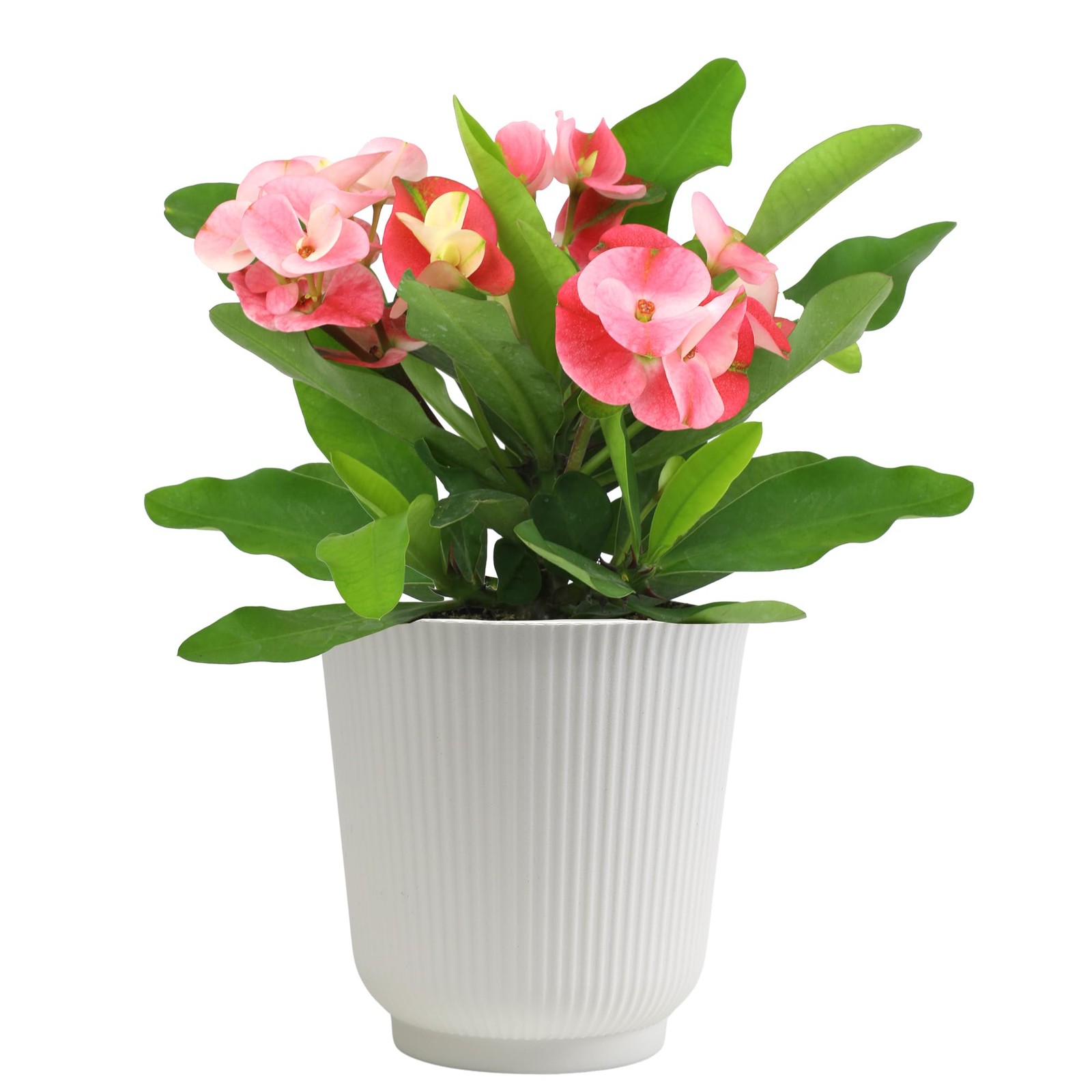 Euphorbia Crown of Thorns Plant Decor in 4.25″ White Pot, Real Plants & Succu…