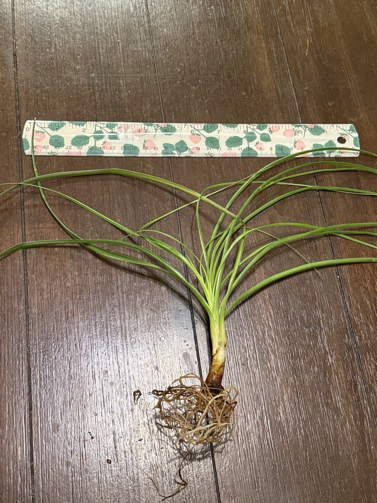 Ponytail Palm Rooted Start