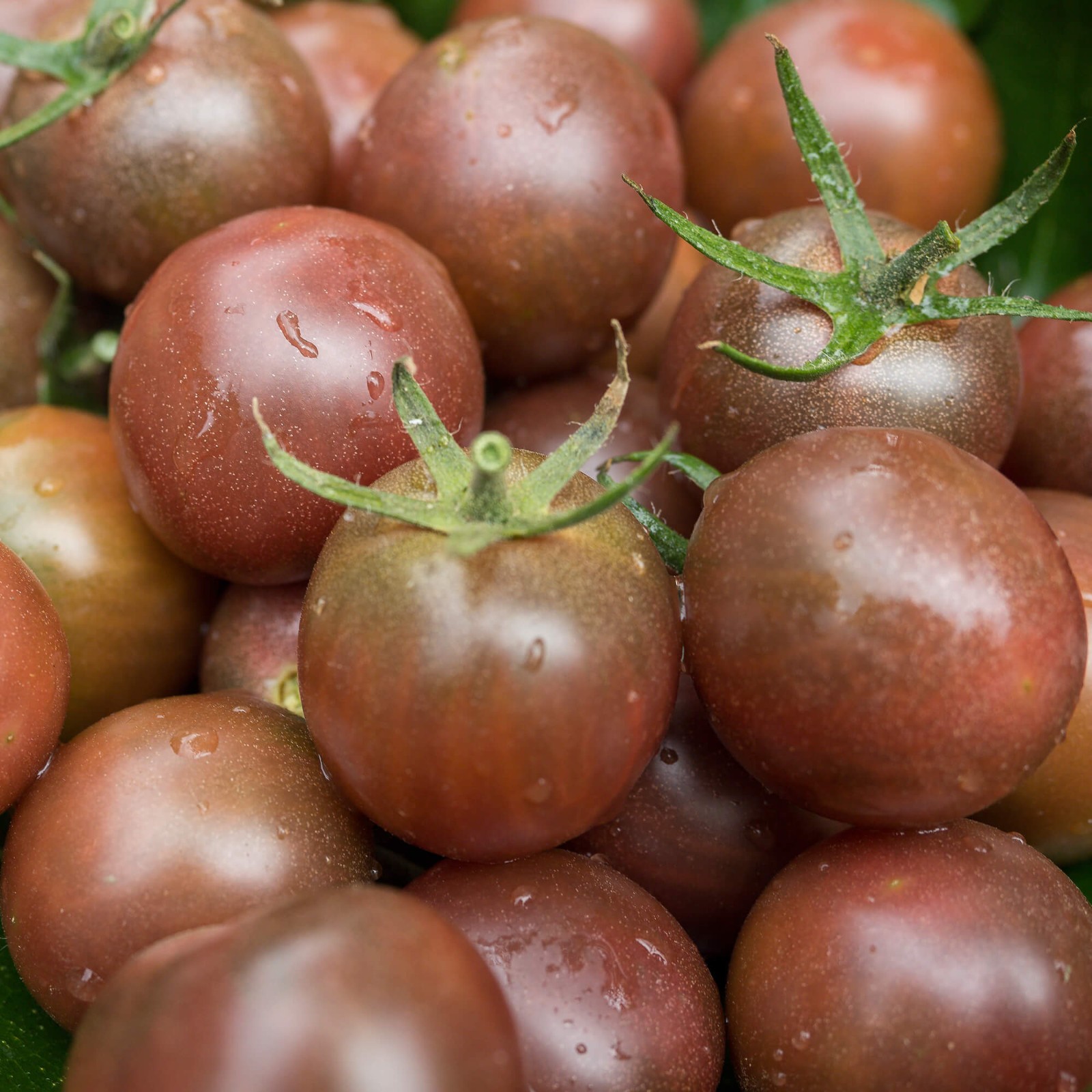 Chocolate Cherry Tomato Seeds | Heirloom / Non-GMO | Free Shipping | 1302