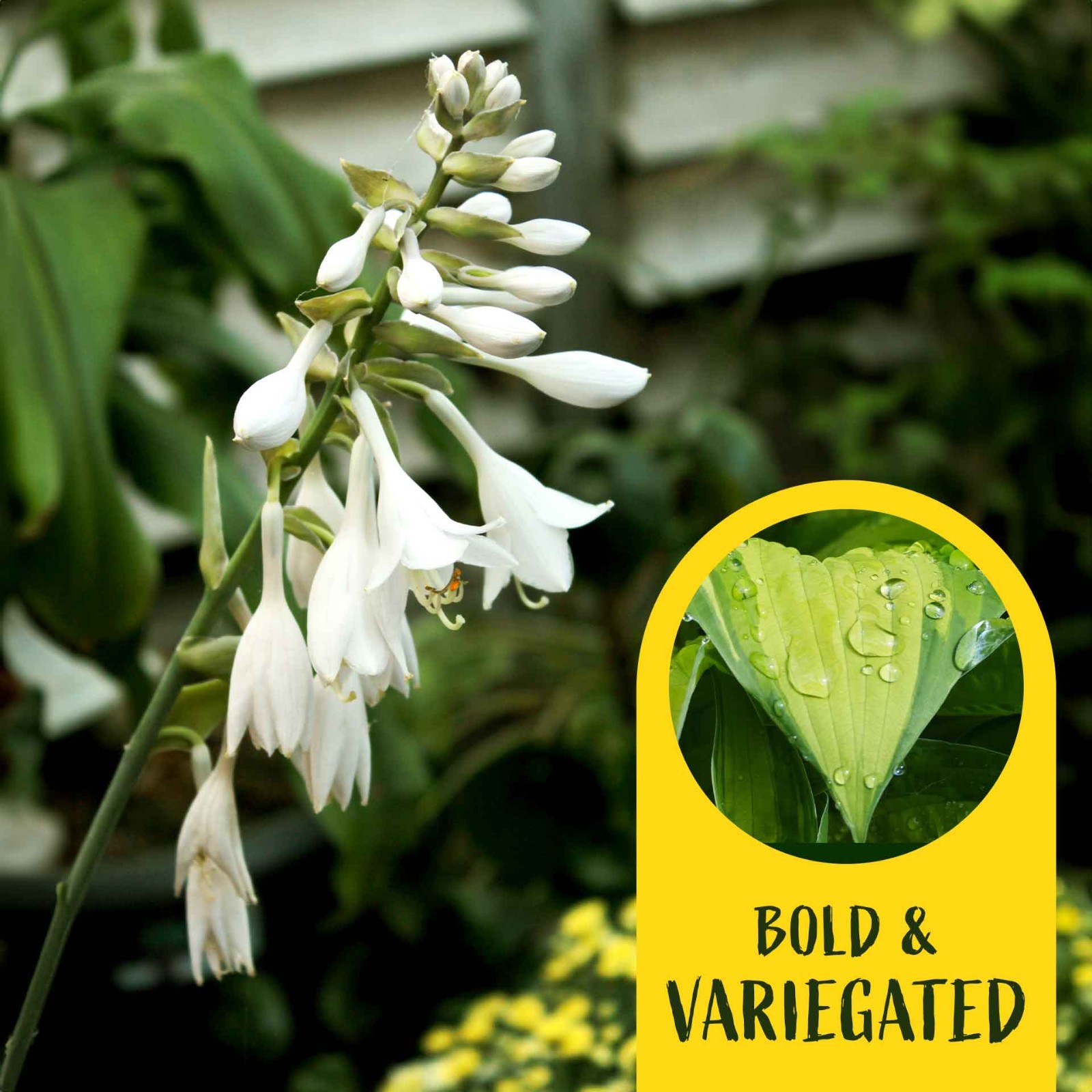 2 Rainforest Sunrise Hosta Plants in 3.5” Cubes, Variegated Yellow Shade Plant