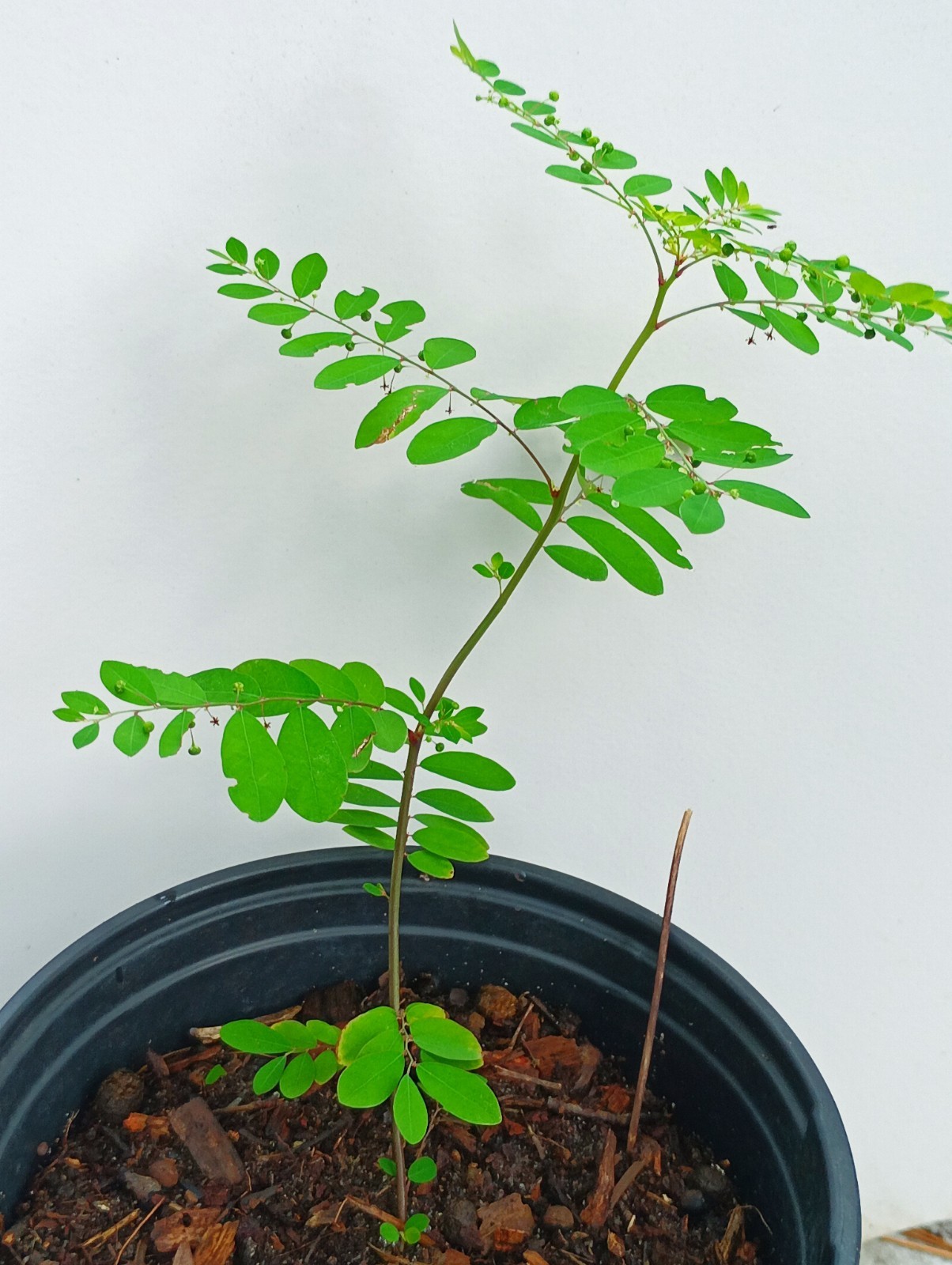 Chanca Piedra Plant (P. niruri) – Stone Breaker – Rare Herbal Plant 6-12″ Tall