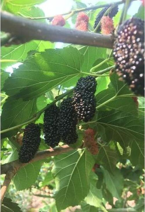 Illinois Everbearing Mulberry (Moris sp.)TC Plant Plug -4-8 in- Edible Fruit!!!