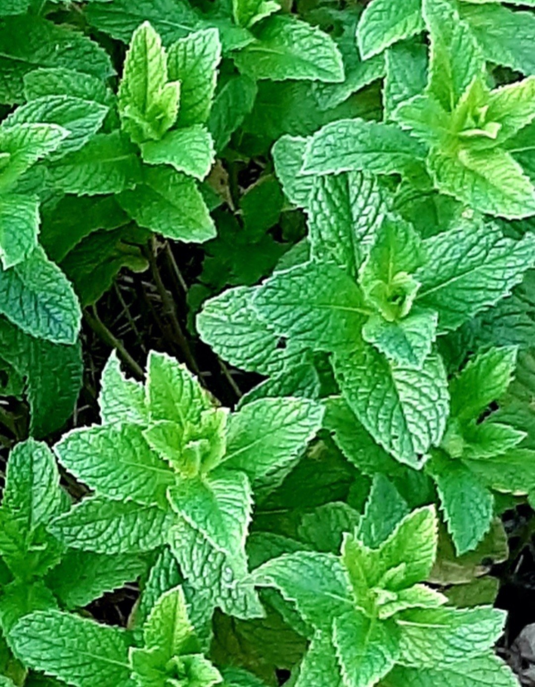 6+ Peppermint Plants with Roots, No Pesticides, No GMO, Organic,