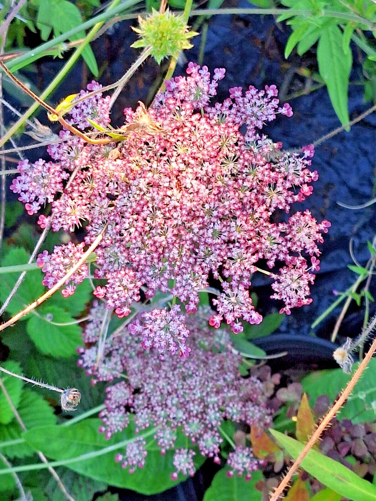 PURPLE AND PINK QUEEN ANNS LACE 100 SEEDS, DAUCUS CAROTA PURPURA