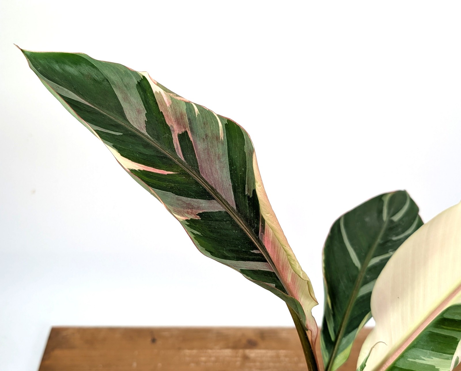 Musa Nono Pink Variegated Banana – Exact Plant #25A – Approx 3ft Tall