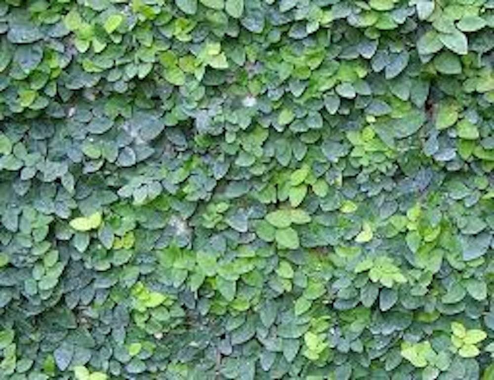 5 Creeping Fig Ficus pumila Starter Plants Vines