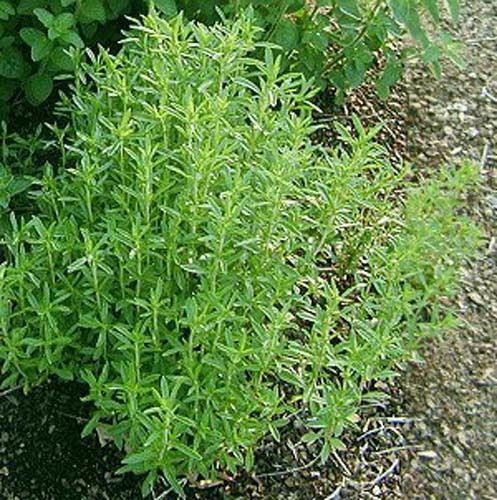 Savory Great Garden Herb By Seed Kingdom 7,000 Seeds