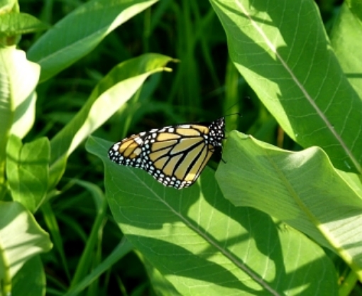 Common Milkweed 1 OZ 4000 seeds Asclepias syriaca native wildflower monarchs