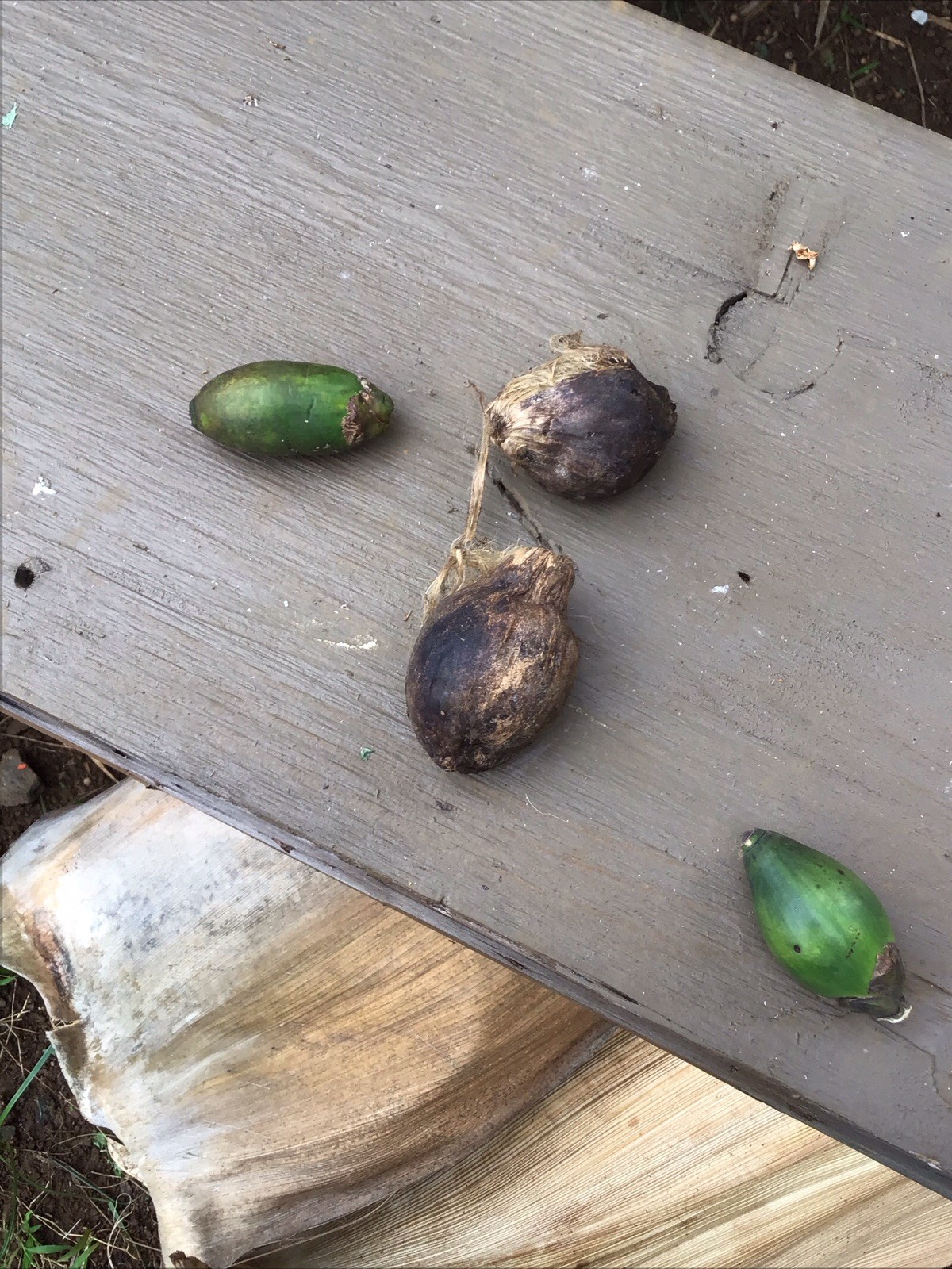 Organic Betelnut Palm Start 12-24” Live Plant Bare Root No Soil Hawaii Grown