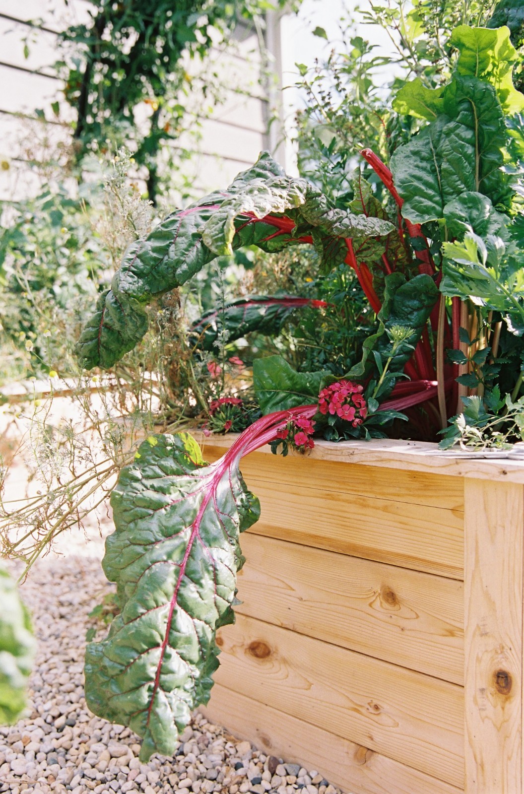 Ruby Red Swiss Chard Heirloom silverbeet 25 – 800 seeds Heirloom Bulk Wholesale