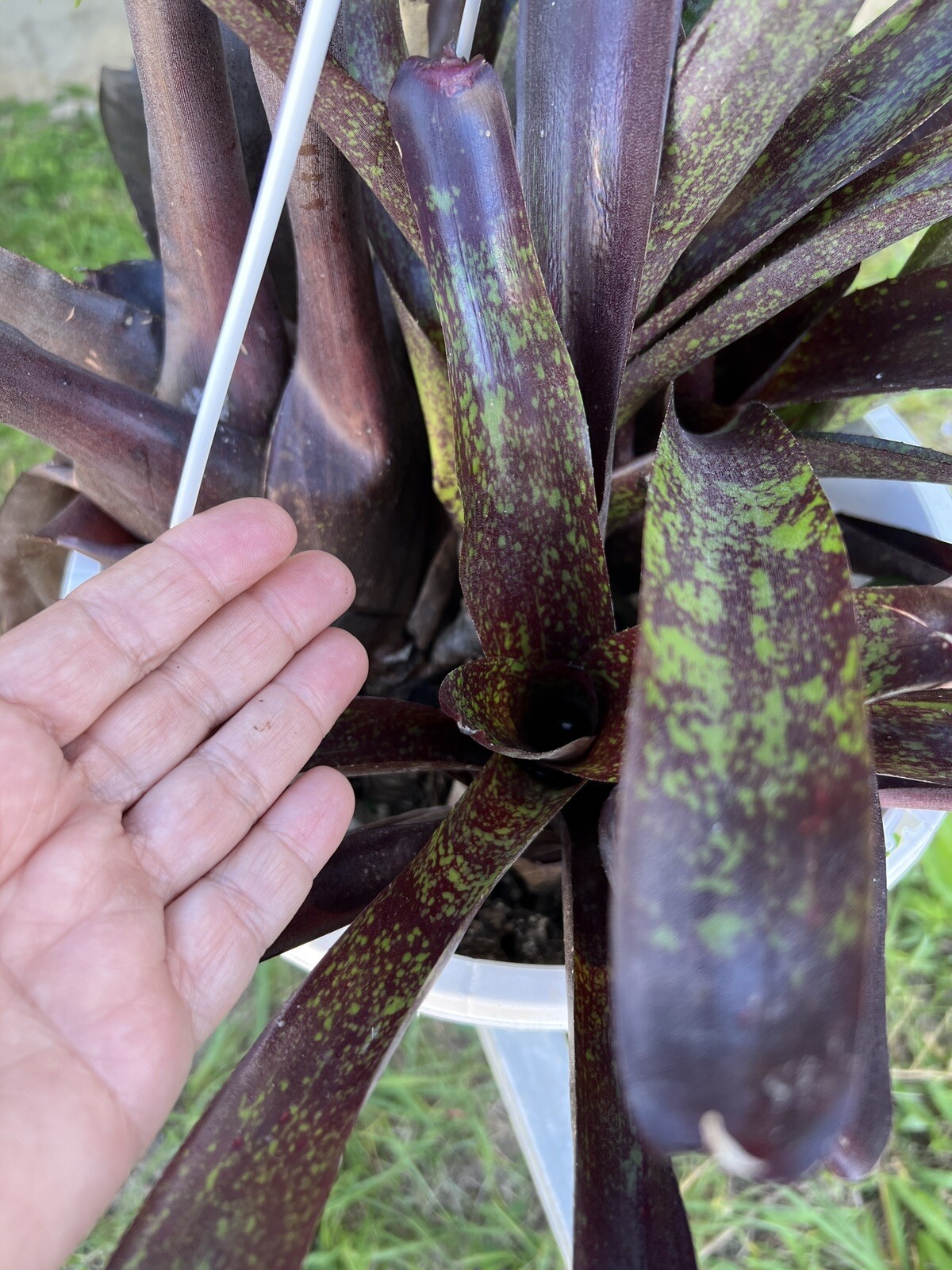 Exotic LANDSCAPE PLANT Pup Bromeliad purple green colorful -unbranded