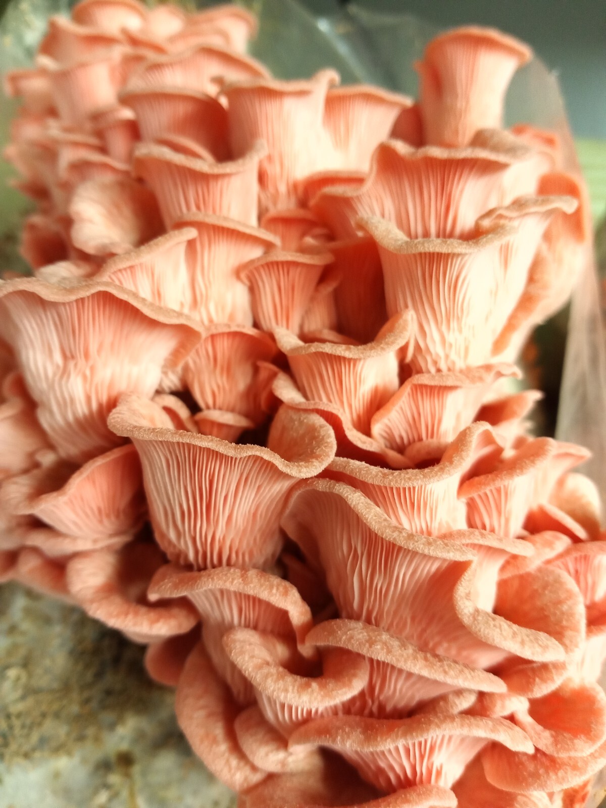 Pink Oyster Mushroom Liquid Fungi Culture 10ml