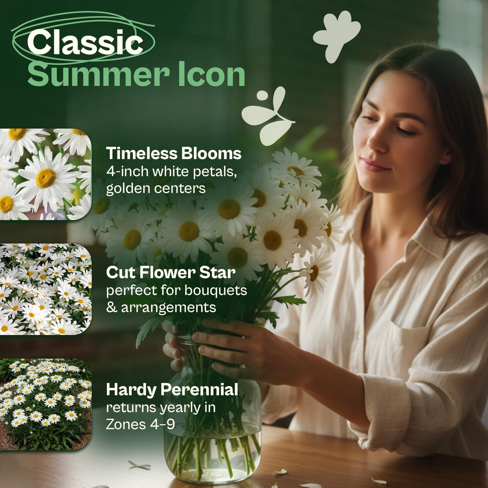 SVI 1000 Alaska Shasta Daisy Seeds (Leucanthemum) – White Flowers