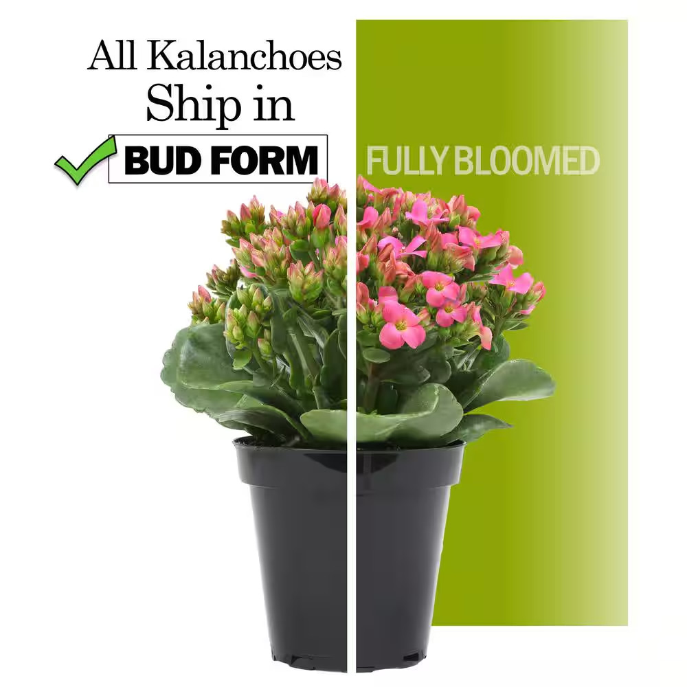 3-Pack 2.5 In. Kalanchoe Blossfeldiana Live Succulents in Assorted Colors in Gro