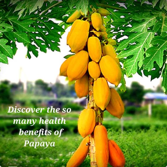 100 Papaya SEEDS FREE 10+ more Proven Sweet, Carica, So Many Health Benefits
