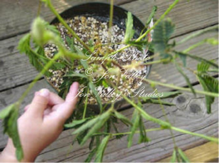 20 Seeds Tropical Ornamental Mimosa pudica Sensitive Plant
